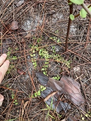 (c) James Hardee, some rights reserved (CC BY) Houstonia procumbens, photograph (c) James Hardee, some rights reserved (CC BY)