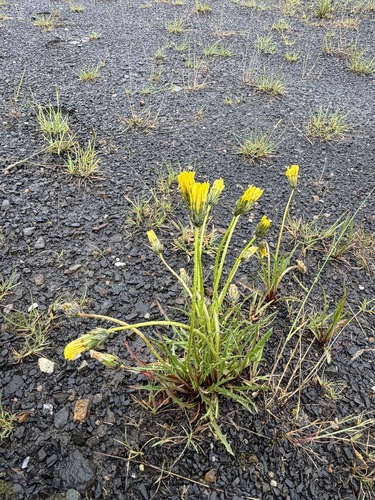 Taraxacum ceratophorum, photograph 4
