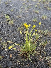 Taraxacum ceratophorum, photograph (c) Matt Berger, some rights reserved (CC BY)