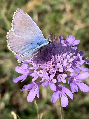Common Blue
