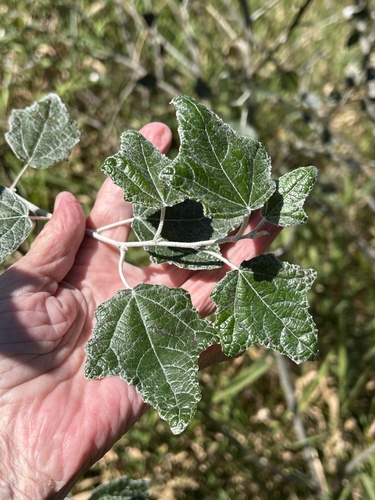 white poplar