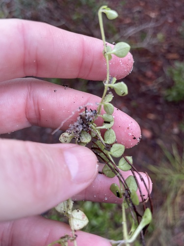 Houstonia procumbens, photograph 4