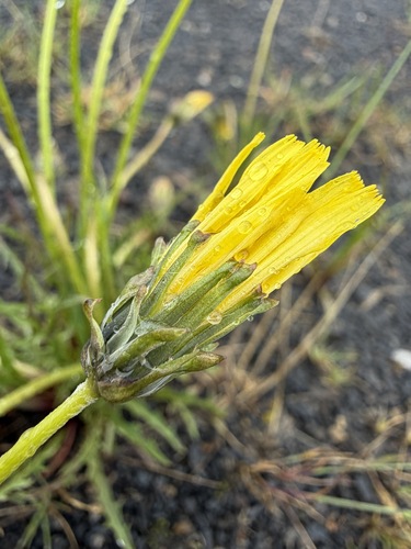 Taraxacum ceratophorum, photograph 6