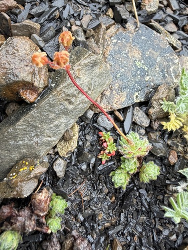 Lehmann's rockjasmine (Androsace lehmanniana)