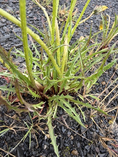 Taraxacum ceratophorum, photograph 5
