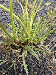 Taraxacum ceratophorum, photograph (c) Matt Berger, some rights reserved (CC BY)