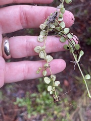 (c) James Hardee, some rights reserved (CC BY) Houstonia procumbens, photograph (c) James Hardee, some rights reserved (CC BY)