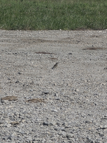 Horned Lark