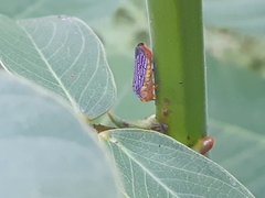 Oncometopia nigricans