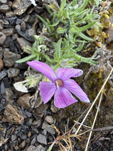 Phlox richardsonii, photograph 2