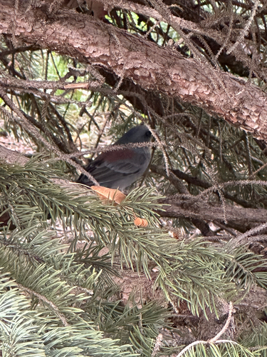 Dark-eyed Junco