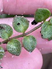 Houstonia procumbens, photograph (c) James Hardee, some rights reserved (CC BY)