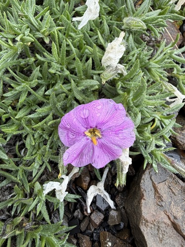 Phlox richardsonii