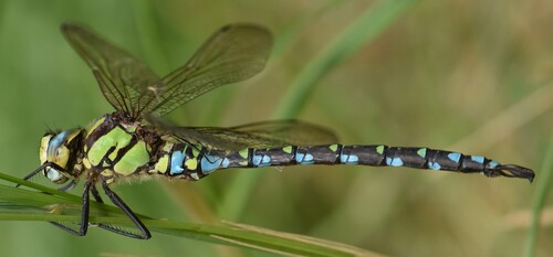 Southern Hawker