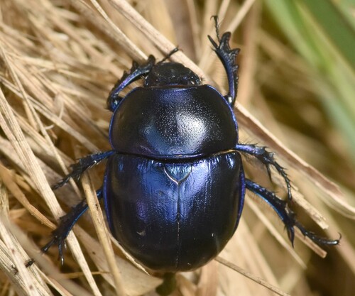 Springtime Dung Beetle