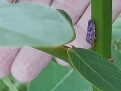 Oncometopia nigricans