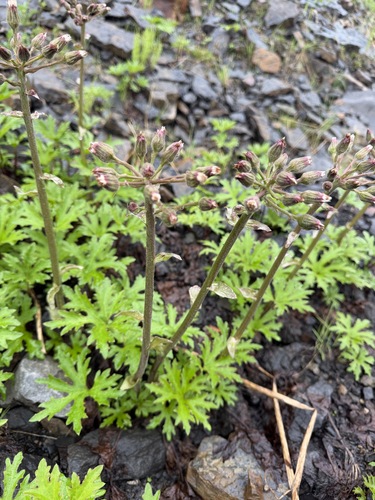 Petasites frigidus, photograph 5