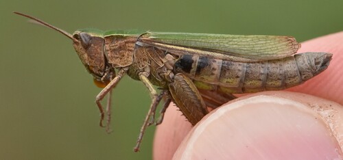 Steppe Grasshopper