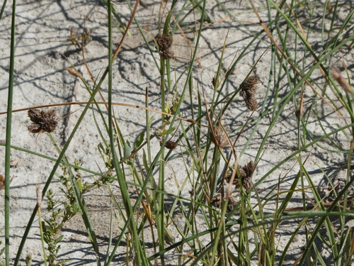Schoenoplectus americanus observed 2026-09-22