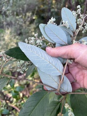 Pomaderris kumeraho