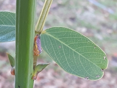 Oncometopia nigricans