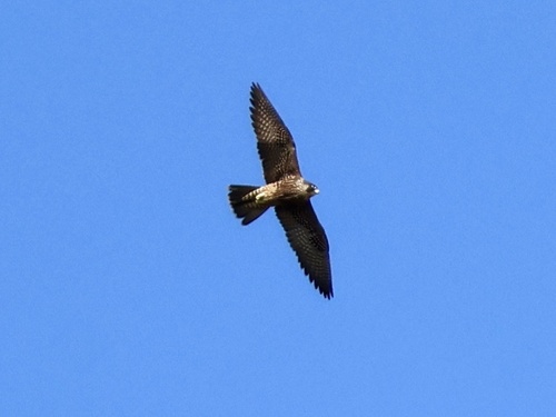 Peregrine Falcon