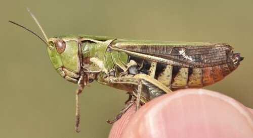 Stripe-winged Grasshopper