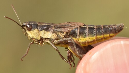 Meadow Grasshopper