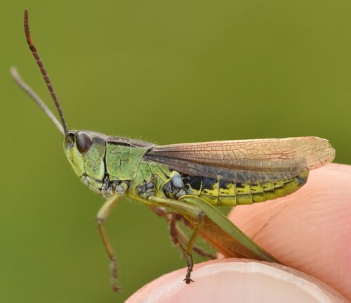 Water-meadow Grasshopper
