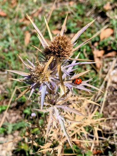 Italian Eryngo