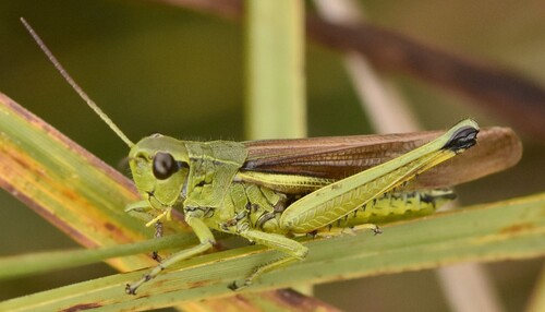 Large Marsh Grasshopper