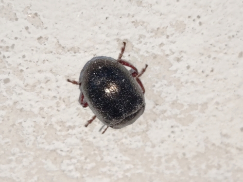 Bronze Beetle