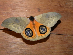Automeris liberia