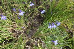 Lobelia erinus