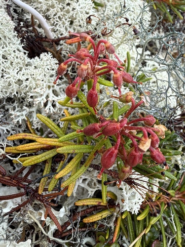 Rhododendron tomentosum, photograph 2