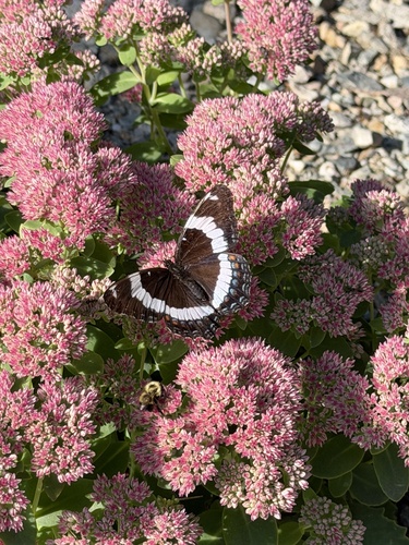 Red-spotted Admiral