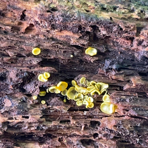 Chlorosplenium chlora