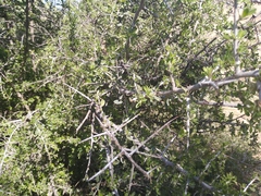 Condalia mexicana