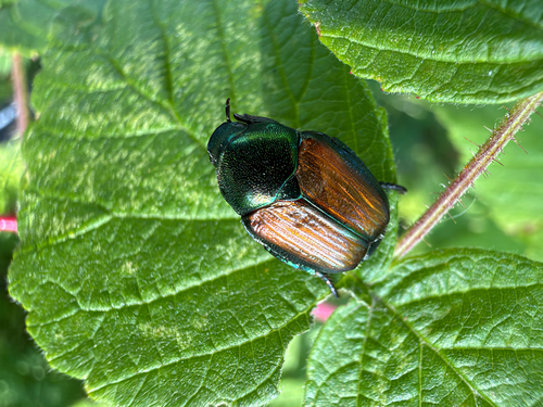 Japanese Beetle