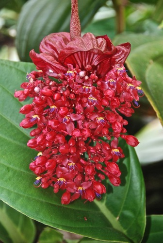 Medinilla miniata