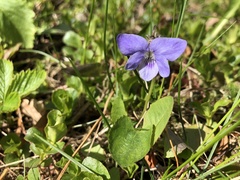 Viola canina