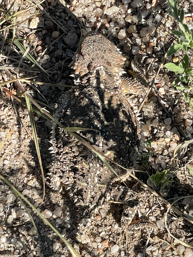Greater Short-horned Lizard