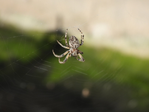 Grey Cross Spider