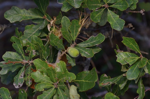 Quercus sinuata, photograph 3