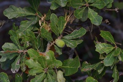 Quercus sinuata, photograph (c) Michelle W. （鍾偉瑋）, some rights reserved (CC BY)