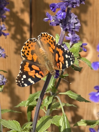 Painted Lady