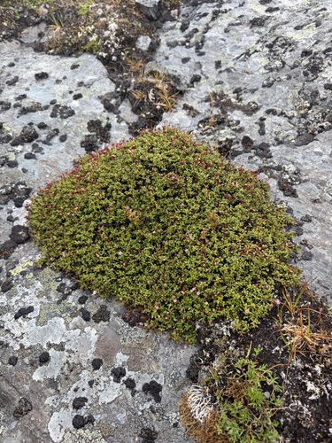 Kalmia procumbens, photograph 6