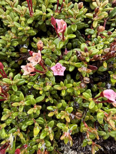 Kalmia procumbens, photograph 5