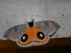 Automeris moresca