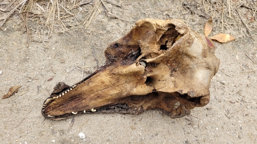 Black Sea Porpoise